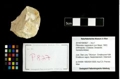 Foto (Objekt + Etikett) von Pithonoton marginatum (von Meyer, 1842)  (NHMW-GEO-2014-0194-0827)